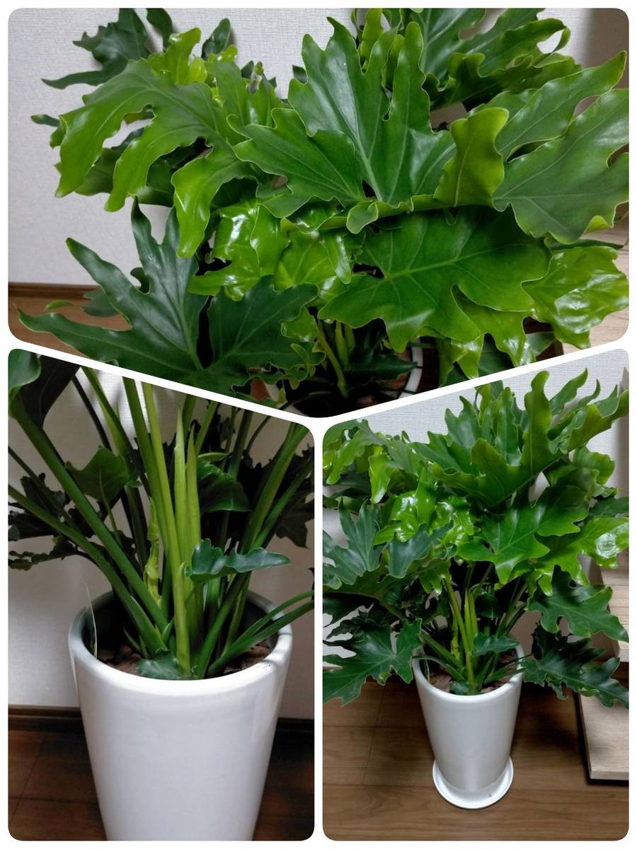 観葉植物 フィロデンドロン セローム ホープ陶器鉢受皿付き ホワイト 7寸 Educaps Com Br