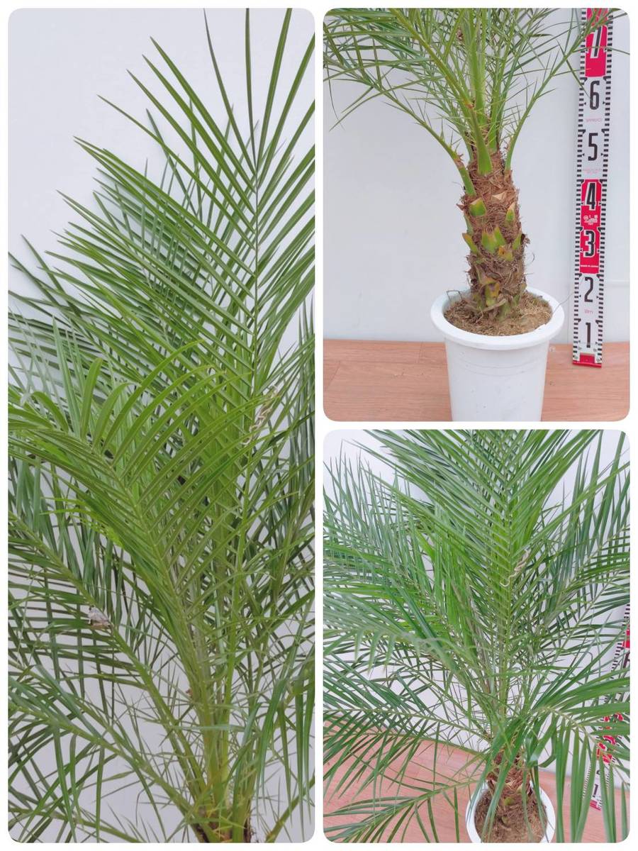 観葉植物 椰子の樹形図 アリゾナ州の州都ロベレニー 7一毫プラフラワーポット 南国の感じいっぱいのヤシの木です オシャレで一般受けの観葉植物 で野天やハーフ室内 見出し語などインテリアジャーナルでもドンと使われて澱ます Darwishelectronics Jo