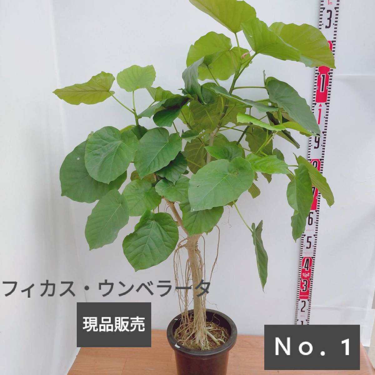 観葉植物 ウンベラータ 曲がり 気根 8号プラ鉢 大型 現品販売 septicin Com