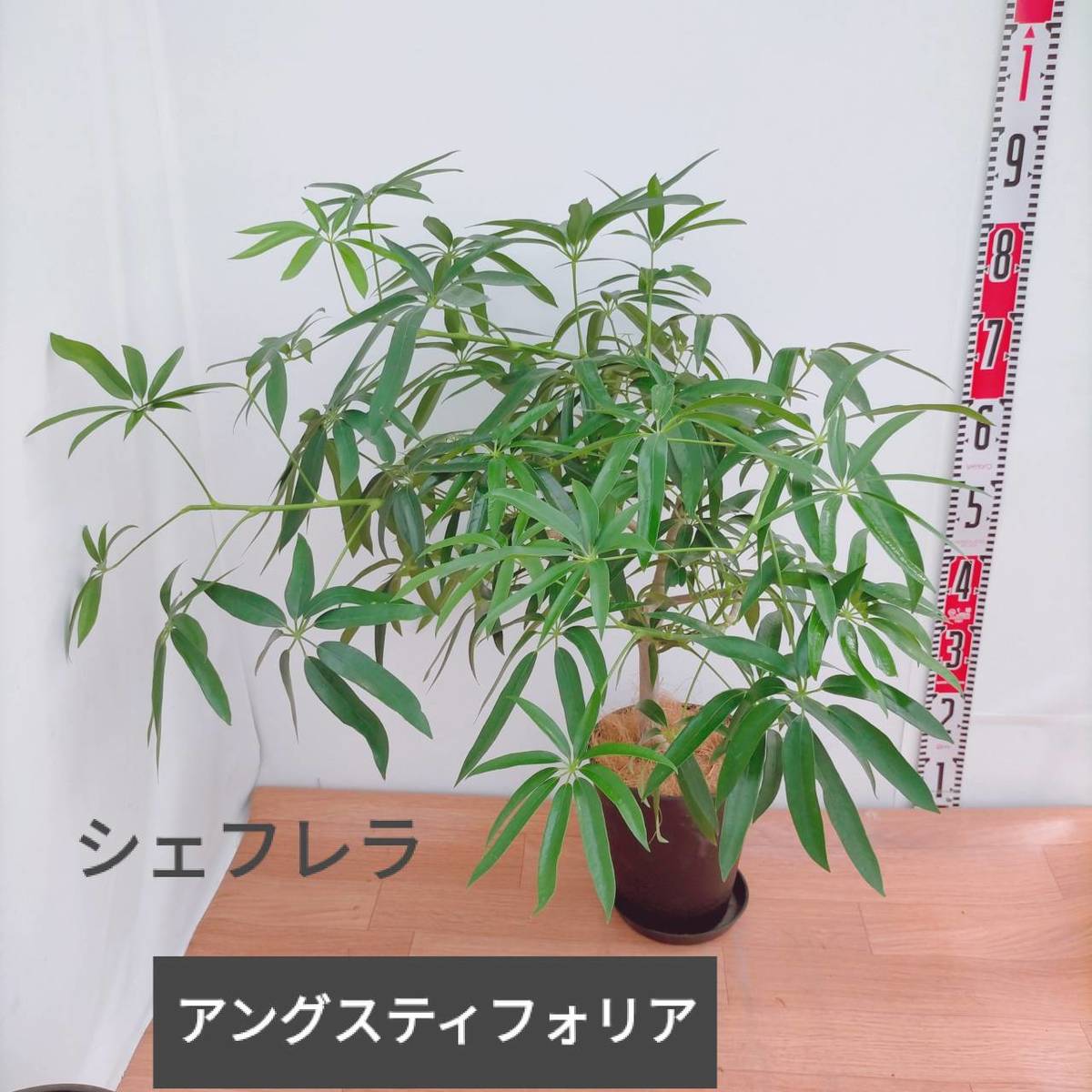 観葉植物 シェフレラ アングスティフォリア セラアート鉢受皿付き 7号 希少品種レア 現品販売 Psicologosancora Es 観葉植物 シェフレラ アングスティフォリア セラアート鉢受皿付き 7号 希少品種レア 現品販売 Psicologosancora Es