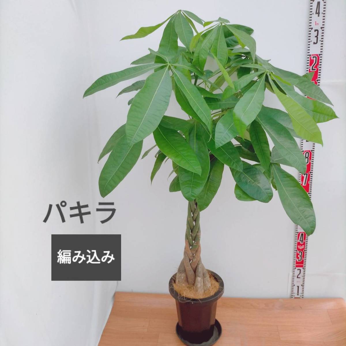 観葉植物 パキラ 編み込み 8号プラ鉢 大型 受皿付き 贈り物 発財樹 金運 全高約130 Fmcholollan Org Mx