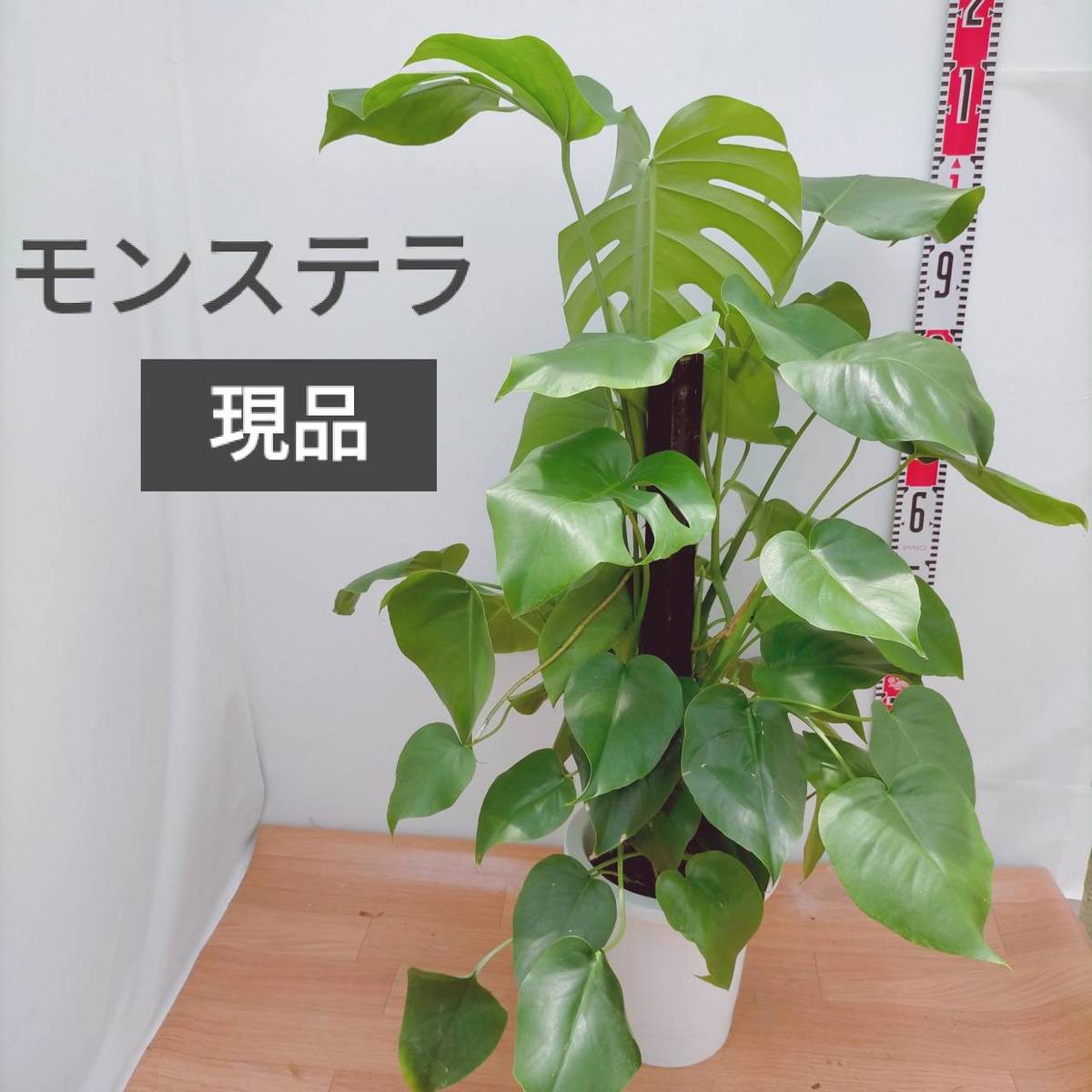 観葉植物 モンステラ ヘゴ仕立て 8号プラ鉢 現品 南国 人気 インテリア Christine Coppin Com