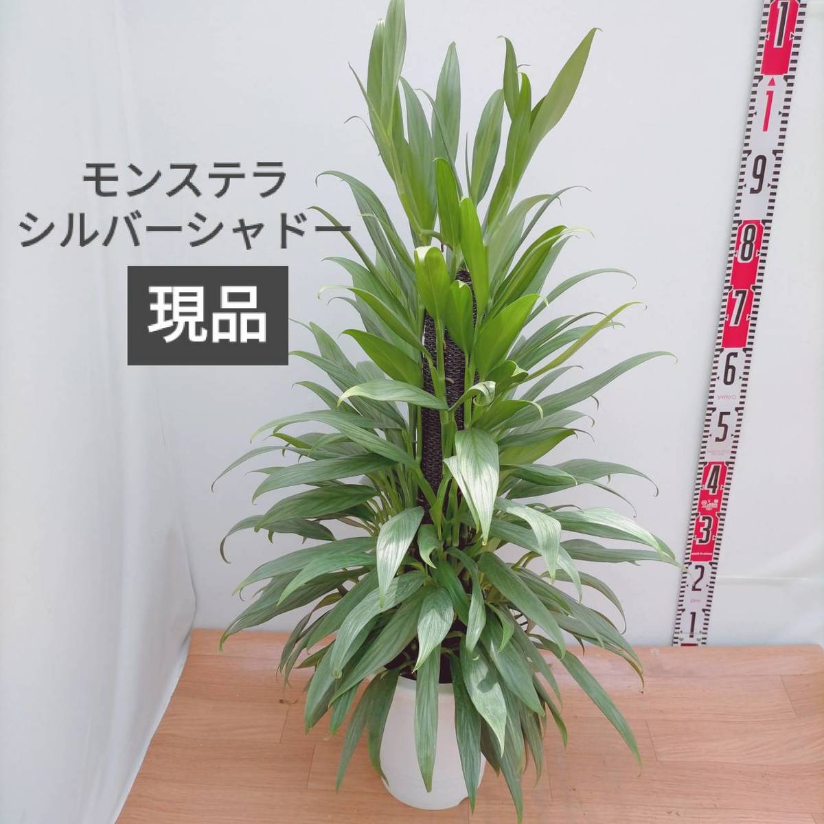 観葉植物 モンステラ シルバーシャドー ヘゴ仕立て 8号プラ鉢 現品 希少品種レア おしゃれ Andapt Com