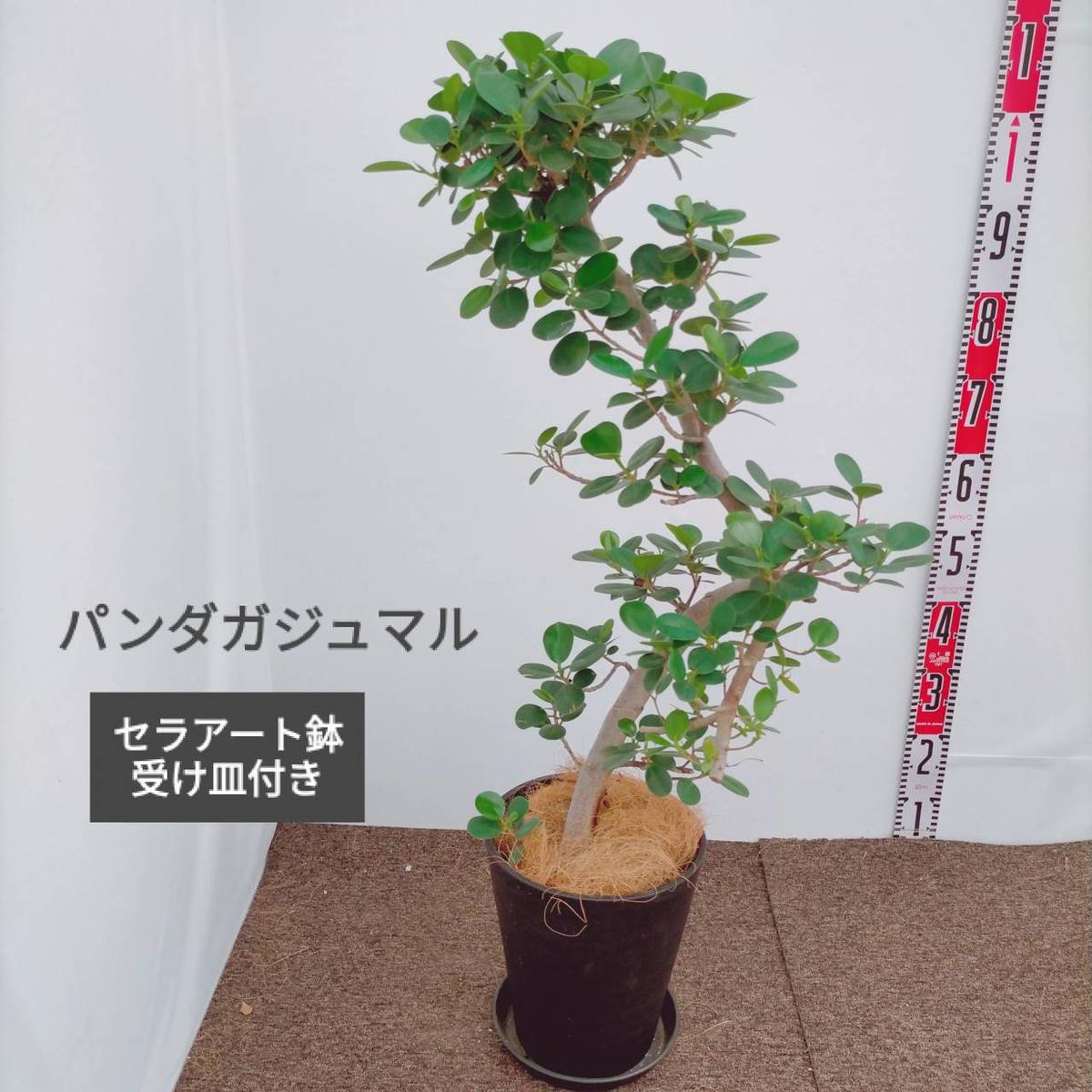 観葉植物 パンダガジュマル 曲がり セラアート鉢受皿付き ブラック 現品 希少 幹太 Bouncesociety Com