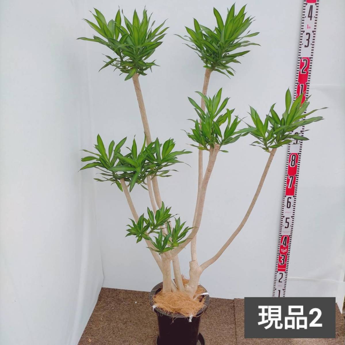 観葉植物 ドラセナソングオブジャマイカ 8号プラ鉢 受皿付き 現品選択 Rvcconst Com