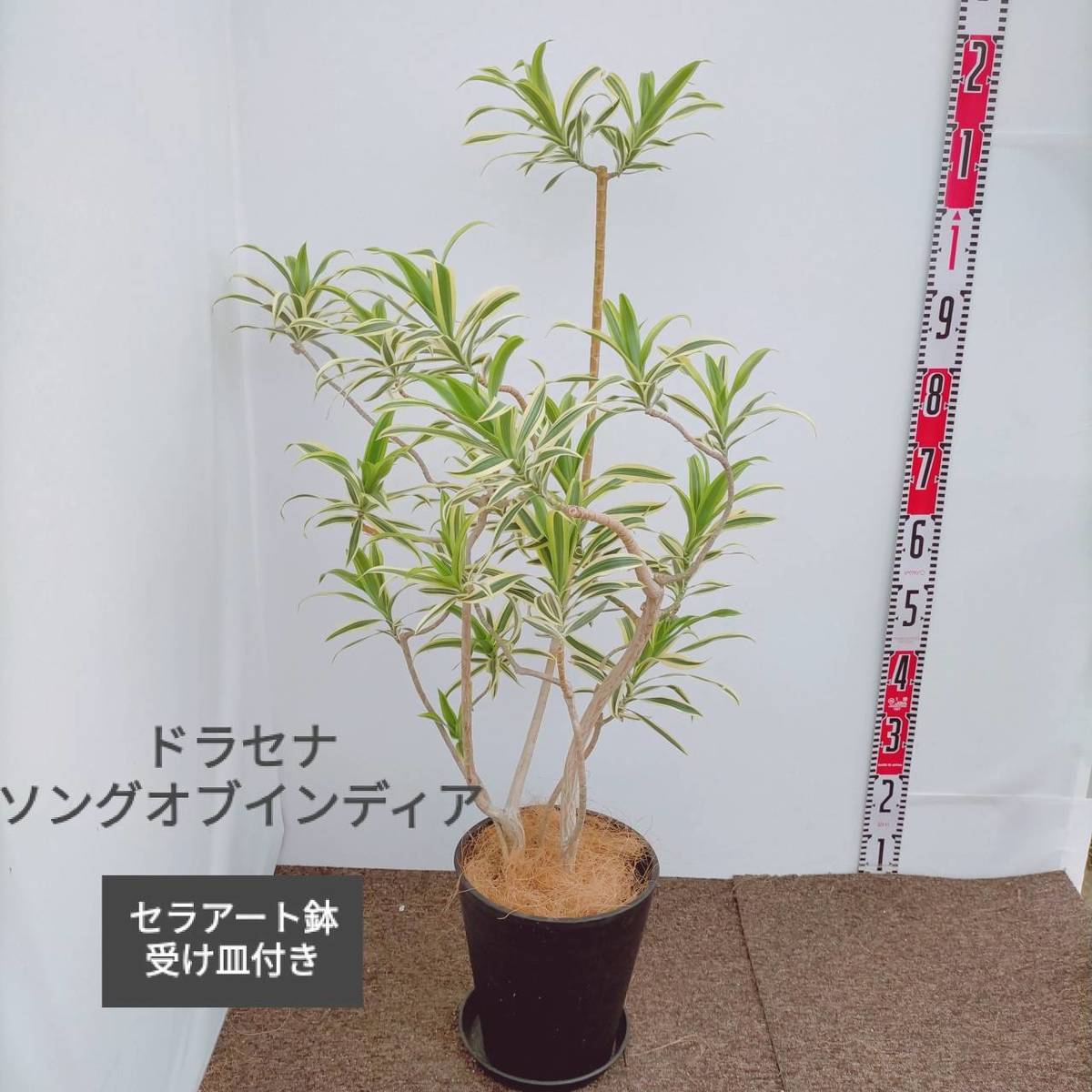 観葉植物 ドラセナソングオブインディア セラアート鉢受皿付き ブラック 現品 おしゃれ Andapt Com