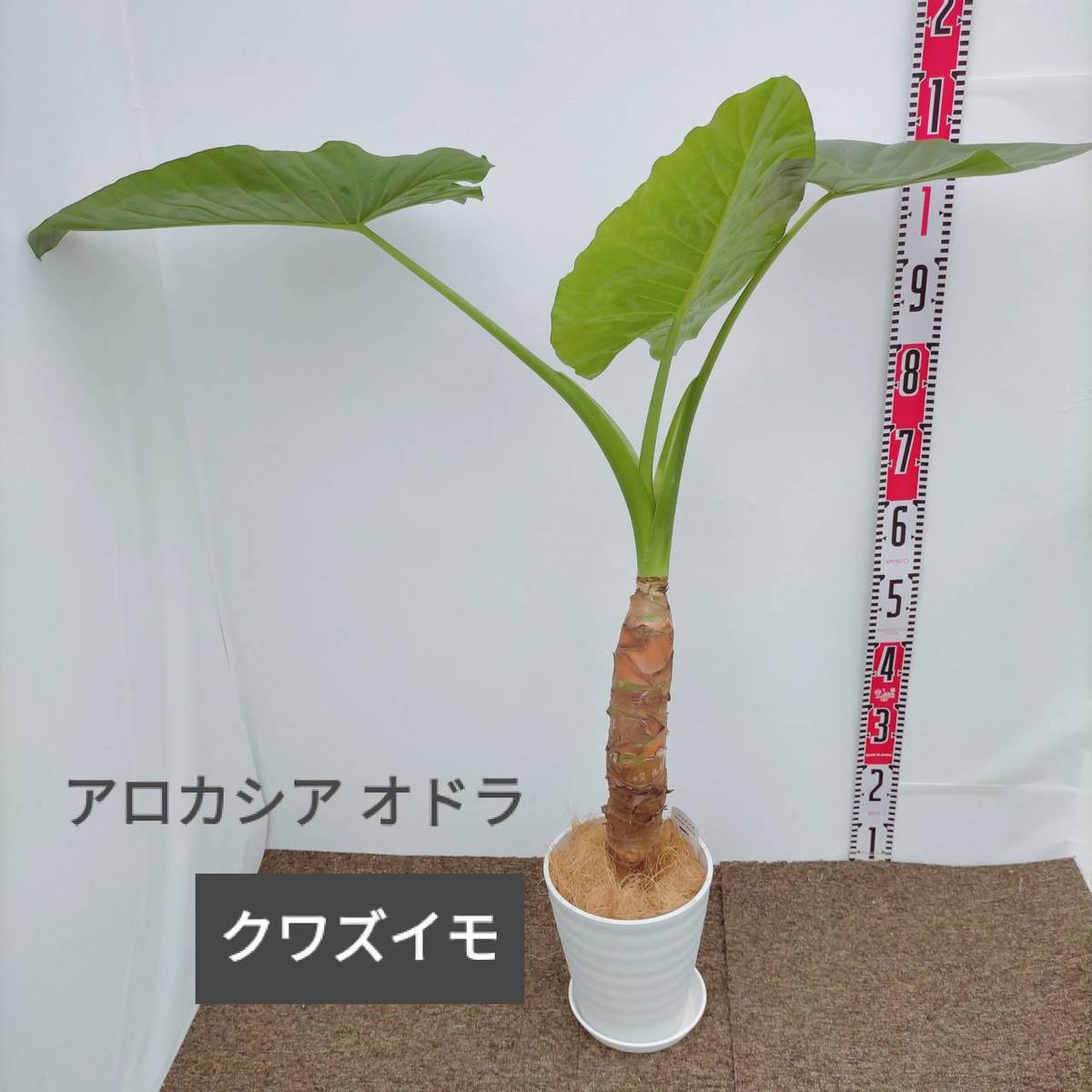 観葉植物 クワズイモ 幹上がり 受皿付き 現品確認 大型 Andapt Com