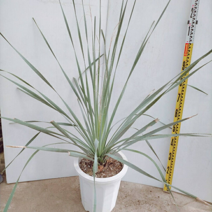 幹太　ダシリリオン グラウコフィラム Amazon.co.jp: 【種子】Dasylirion Glaucophyllumダシリリオン・グラウ