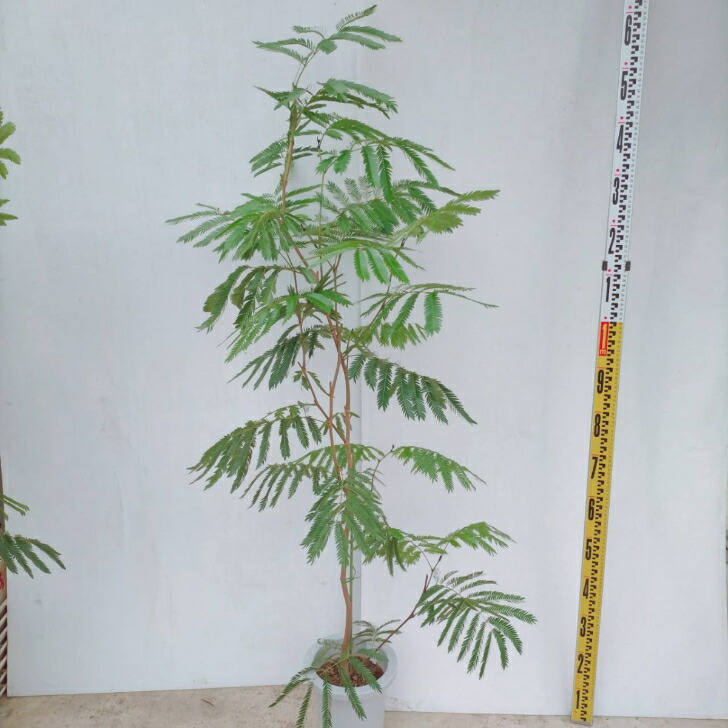 エバーフレッシュ　大株　200cm エバーフレッシュ 大株 200cm