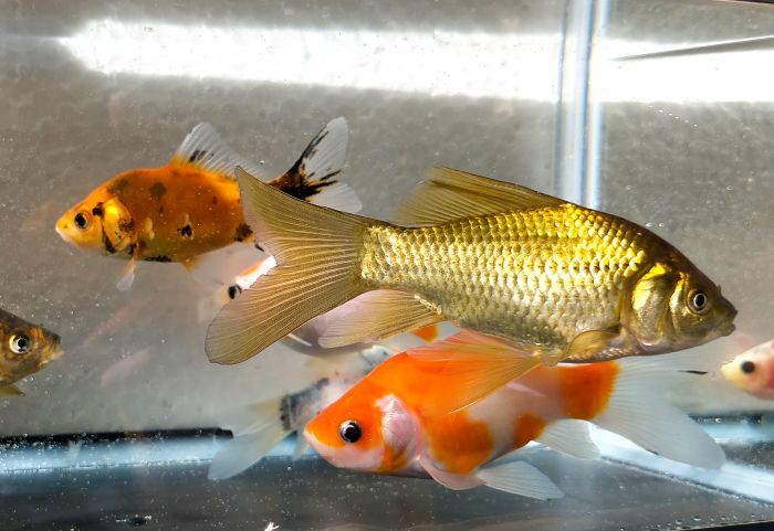 楽天市場】朱文フナ金 Mサイズ Mix 1匹（6cm-12cm)：観賞魚 活えさ 