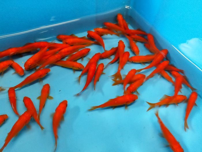 金魚 別下 5cm 6cm 千葉県産 100匹 買収 エサ用金魚