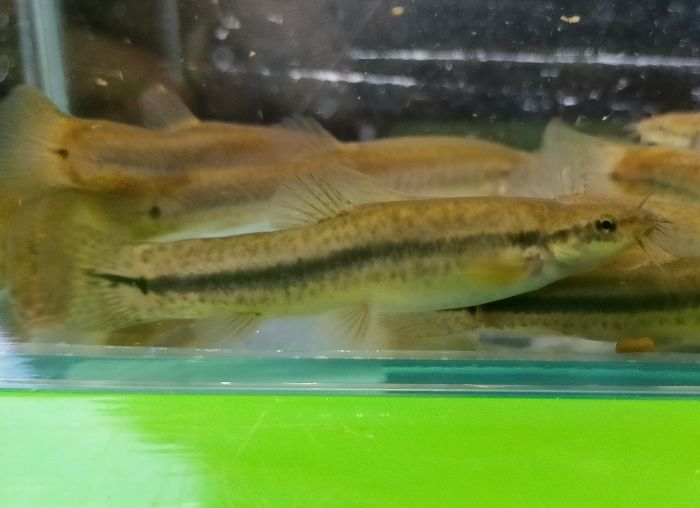 楽天市場 淡水魚 ヒメドジョウ 4cm 7cm 5匹 観賞魚 活えさ 下総ファーム