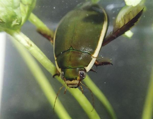 楽天市場 年新成虫 ゲンゴロウ オオゲンゴロウ 岩手産 1ペア 観賞魚 活えさ 下総ファーム