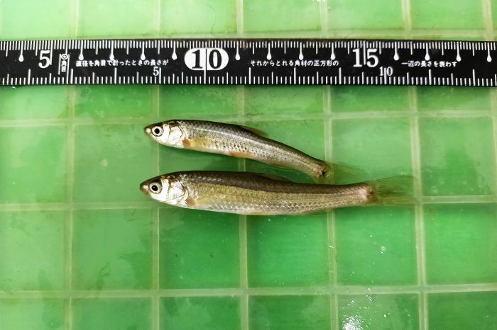 川魚ミックス（6cm-10cm) 30匹 千葉県産 エサ