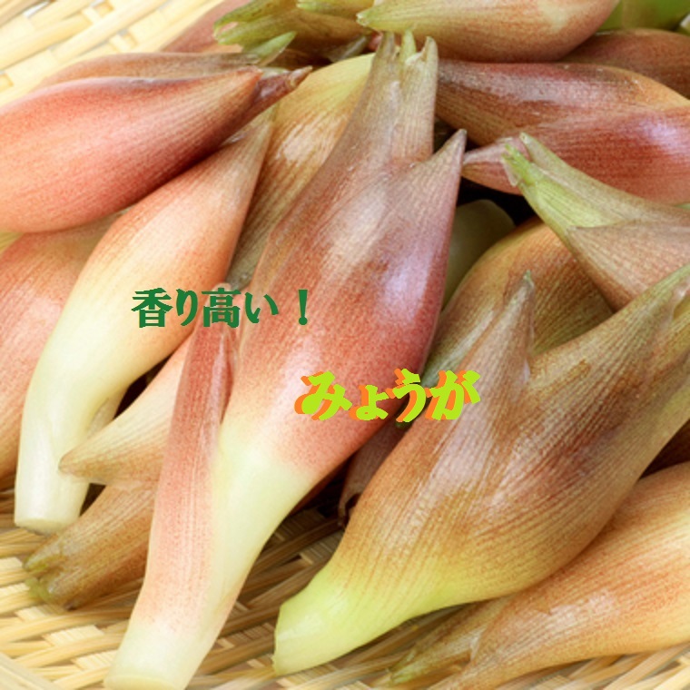 楽天市場】高知県産 みょうが 50gパック : 生鮮食品直送便