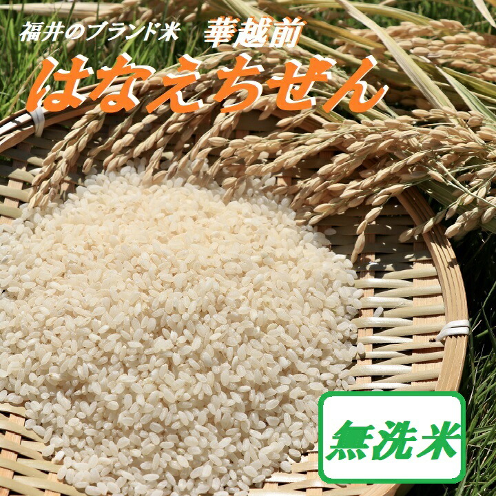福井県産 華越前 10kg 単一原料米 精米_2025年5月中旬 銘柄米 福井県産 華越前 10kg 単一原料米 精米_2025年5月