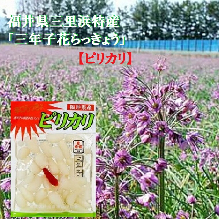 市場 福井県三里浜 ピリカリ １００g ２０袋セット漬物 三年子花らっきょう ラッキョウ