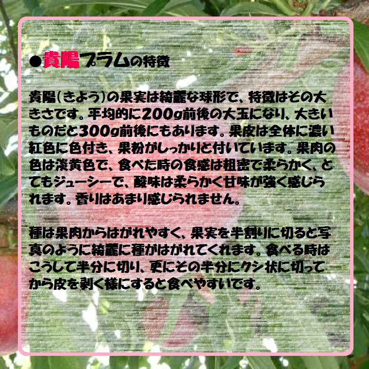 山梨県産【貴陽プラム】秀大玉8〜10玉化粧箱7月下旬頃からの予定です。