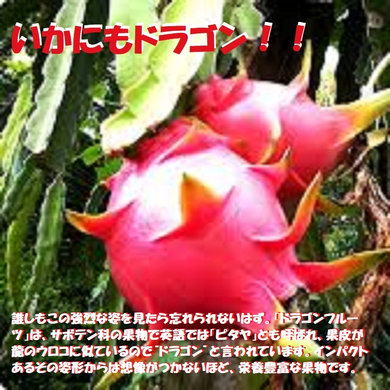 ベトナム産ドラゴンフルーツ フルーツ 果物 ドラゴンフルーツ レッドピタヤ 美容と健康に ２０玉入り箱 おまけ１玉 ２１玉入りほんのり甘酸っぱく 爽やかな味です 上品な甘さの赤肉種ピタヤ レッドドラゴン 福井くいしんぼ店