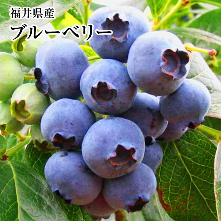 楽天市場】送料無料【冷凍】ブルーベリー約2Kg 福井県産