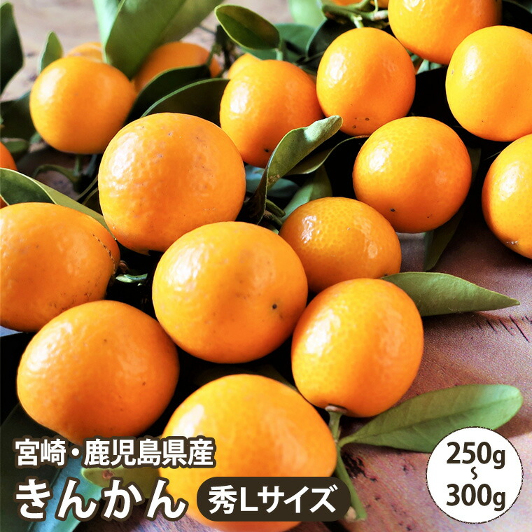 楽天市場】＜予約受付中＞化粧箱入【贈答用】屋久島産 長寿木たんかん