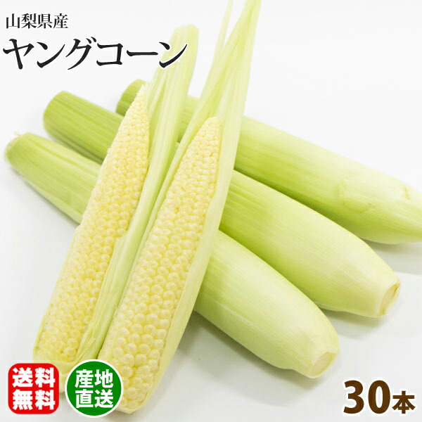 まちゃ子さま新鮮ヤングコーン(ベビーコーン)100本 収穫日即日発送 新鮮朝採りヤングコーン100本 ゴールドラッシュ