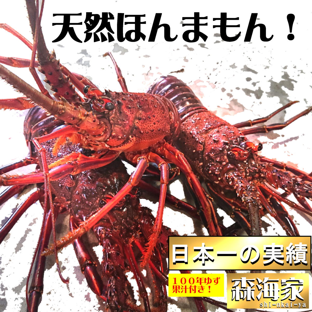 楽天市場 プレゼントチャンス 予約販売 扱いやすい活〆伊勢海老 １０００ｇ 2 5尾 5 7人前 数量限定 高知県 土佐の国 キャンプ q 伊勢海老 イセエビ 伊勢エビ イセエビ プレゼント ご贈答 父の日 母の日 誕生日 お祝い お歳暮 お中元 解禁 森海家