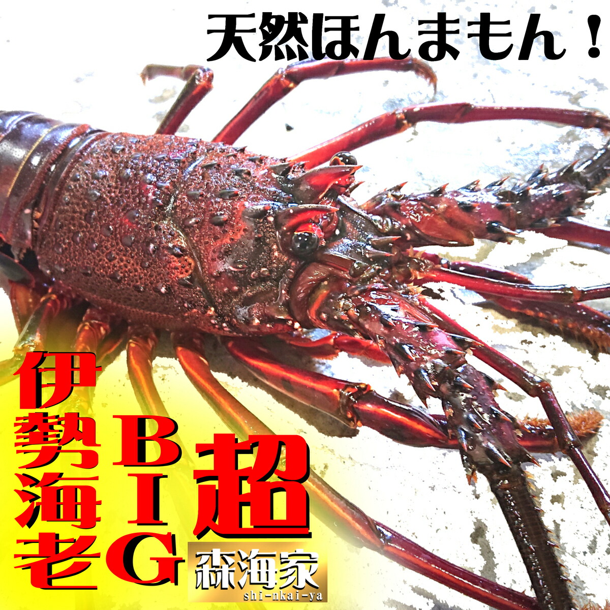 セール中！超BIG伊勢海老　700～900ｇ前後1尾　（２～３人前）扱いやすい！鮮度抜群冷凍　高知県　BBQ　キャンプ　伊勢海老　イセエビ　伊勢エビ　イセエビ　　プレゼント　ご贈答　誕生日　お祝い　正月　お正月　年末年始  敬老の日　お歳暮　年末
