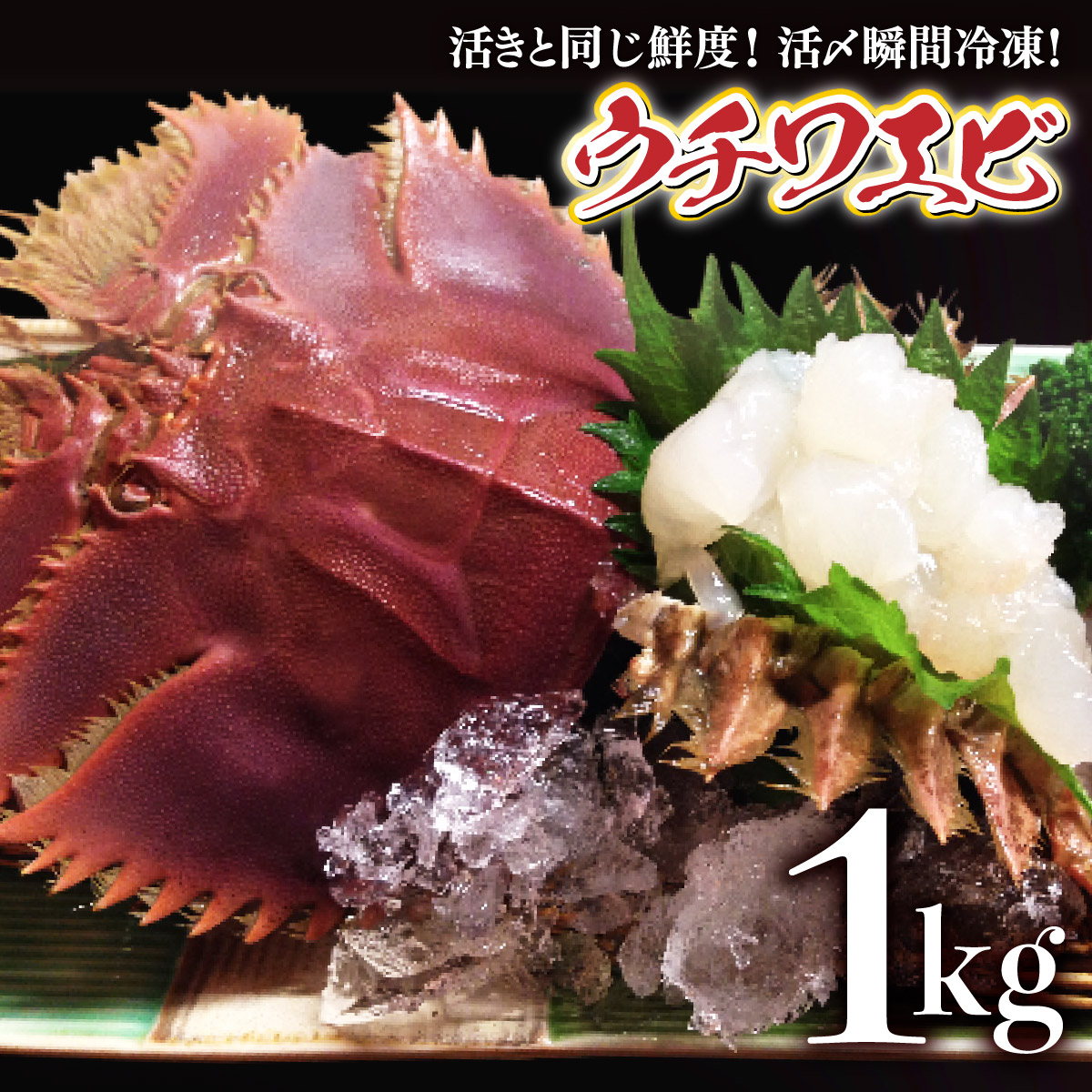すぐ出荷！プレゼントチャンス！ウチワエビ活〆瞬間冷凍！（大サイズ）　１０００ｇ刺身OK（5～8匹　3～4人前）数量限定！　　高知県　土佐の国　キャンプ　BBQ　ウチワエビ　うちわ海老　エビ　セッタ　タビ　タビエビ　天然