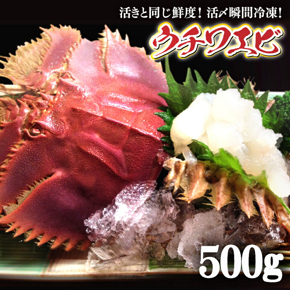 すぐ出荷！プレゼントチャンス!ウチワエビ活〆瞬間冷凍！（大サイズ）5００ｇ刺身OK（2~3人前）数量限定！　　高知県　土佐の国　キャンプ　BBQ　ウチワエビ　うちわ海老　エビ　セッタ　タビ　タビエビ　天然