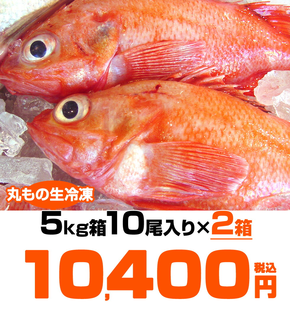 きんき 大麦若葉 業務用 吉次 返礼品 キンキ 業務用 生冷 丸物 お試し 10kg箱 10kg箱 丸もの生冷凍 贈答品 きんき 卸 返礼 きんき ウオス 贈答 ワタあり 進風水産業務用 贈答用 尾 冷凍魚 天然 魚 高級 送料無料 アラスカ