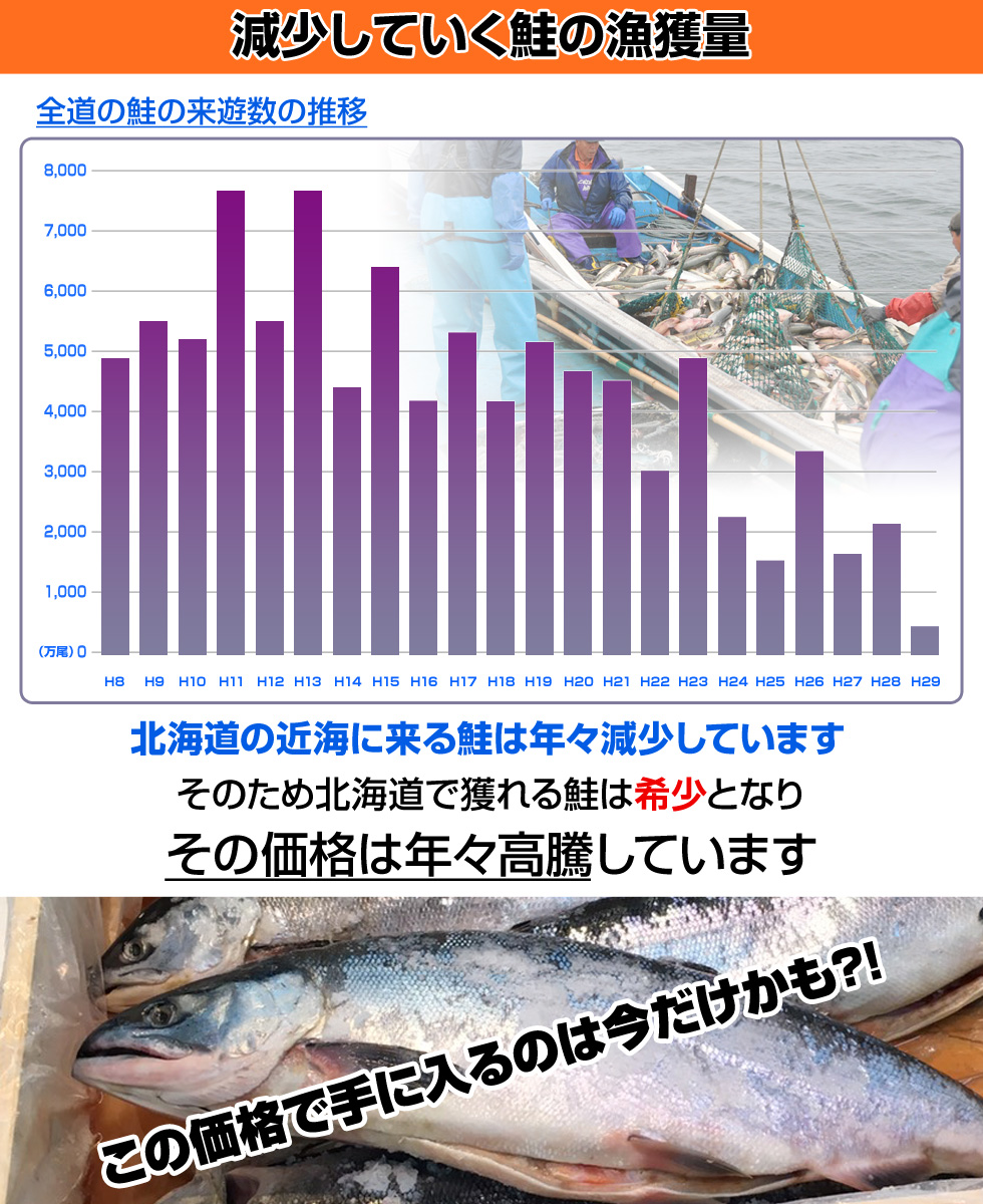 楽天市場 北海道産 塩漬け 新巻鮭 北海道産 2kgサイズ 4尾セット 荒巻鮭 塩鮭 姿 鮭 北海道 一本もの シャケ しゃけ サケ さけ 産地直送 ギフト 国産 お祝い 祝賀品 塩引鮭 塩引き鮭 お取り寄せグルメ お取り寄せギフト まとめ買い 詰め合わせ 姿詰め合わせ お歳暮