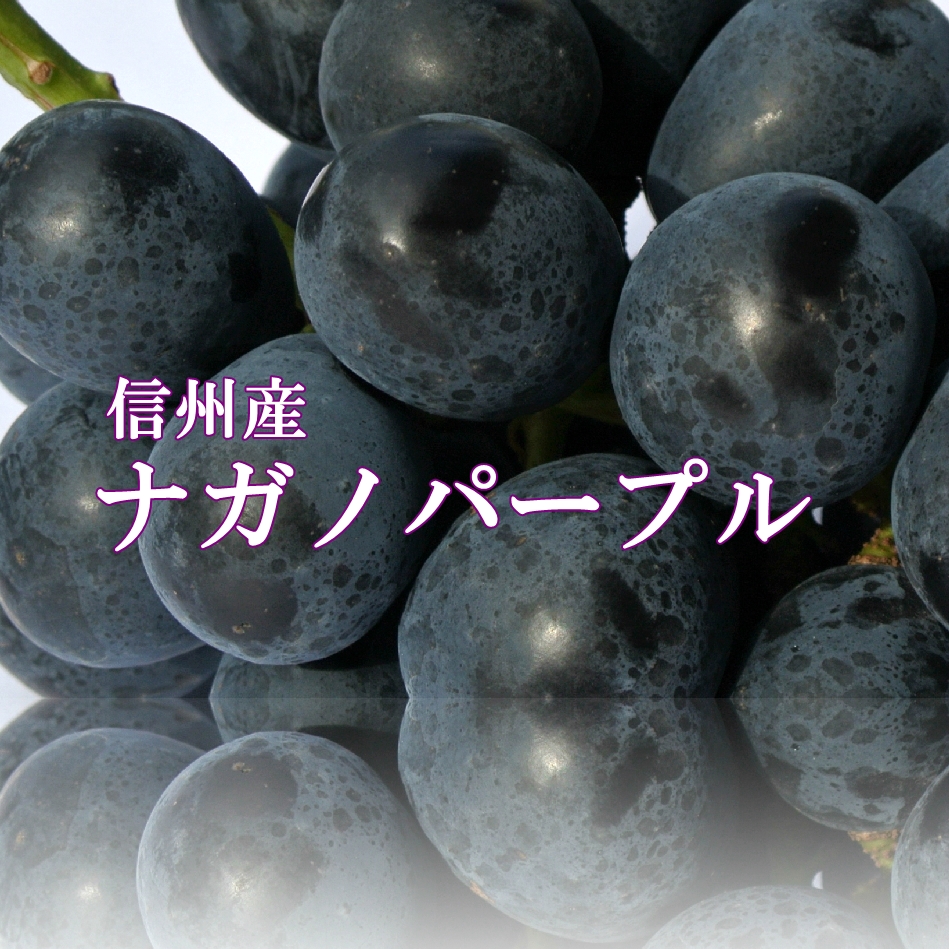 楽天市場 年 長野パープル 信州のぶどう ナガノパープル秀品約1kg 発送9月中旬頃から 長野パープル 信州里ものがたり