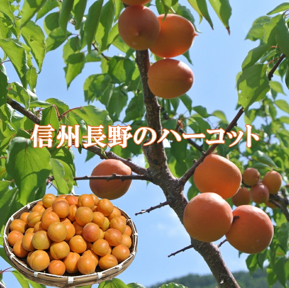 特別数量限定品　2025年長野市千曲・長野市産　信州長野の生あんず<br>「ハーコット生食特品」全国一番の生産地<br>「送料無料」2kg地元店産地直送