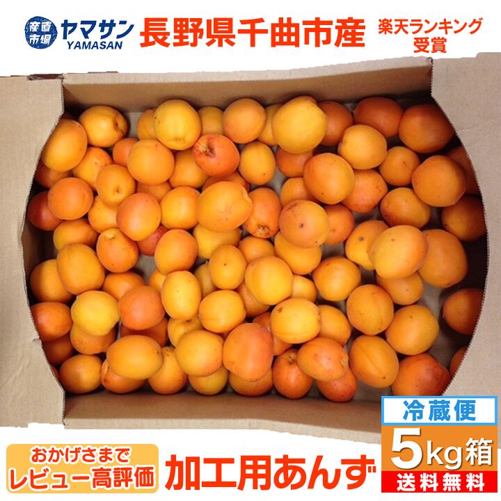 レビュー高評価 予約 生あんず 5kg 2025 長野県千曲市産 加工用【6月下旬～7月中旬出荷】 令和７年度産 【千曲市の直売所から直送】 送料無料 クール便  訳あり ご家庭用 信州あんず 杏 杏子 アンズ ジャム シロップ ５キロ 産直市場ヤマサン