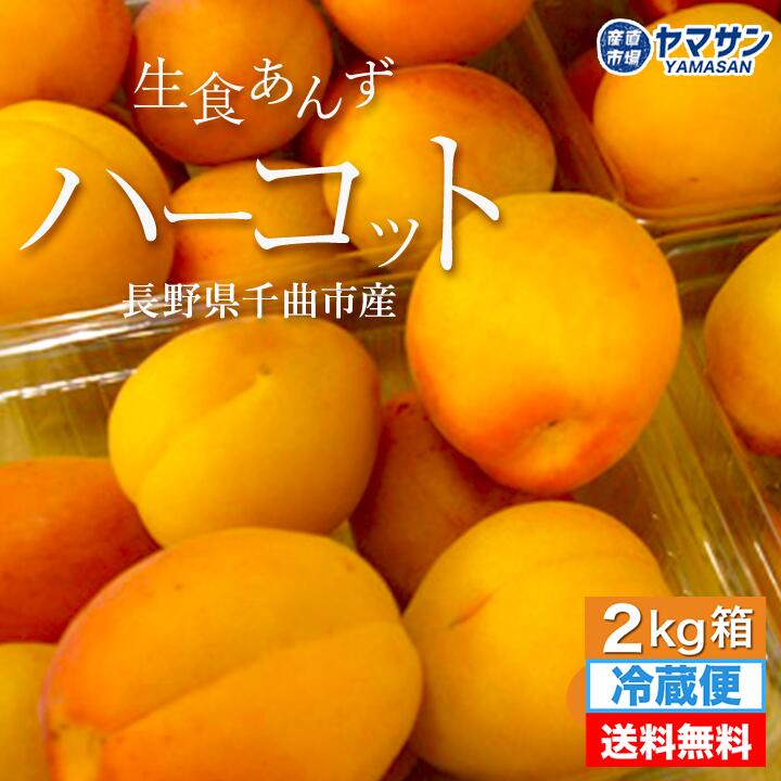 予約 生食あんず ハーコット 約2kg 2025 長野県千曲市産【予約】6月下旬～7月中旬出荷 【送料無料】クール便（約500g×4パック）日本一のあんず里から 令和７年度産 長野 国産 ２キロ はーこっと お取り寄せ 生あんず 生杏 生食用 あんず アンズ 信州産 産直市場ヤマサン
