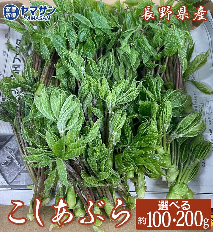 楽天市場】2025発送中 タラの芽【送料無料】長野県産 天然 たら