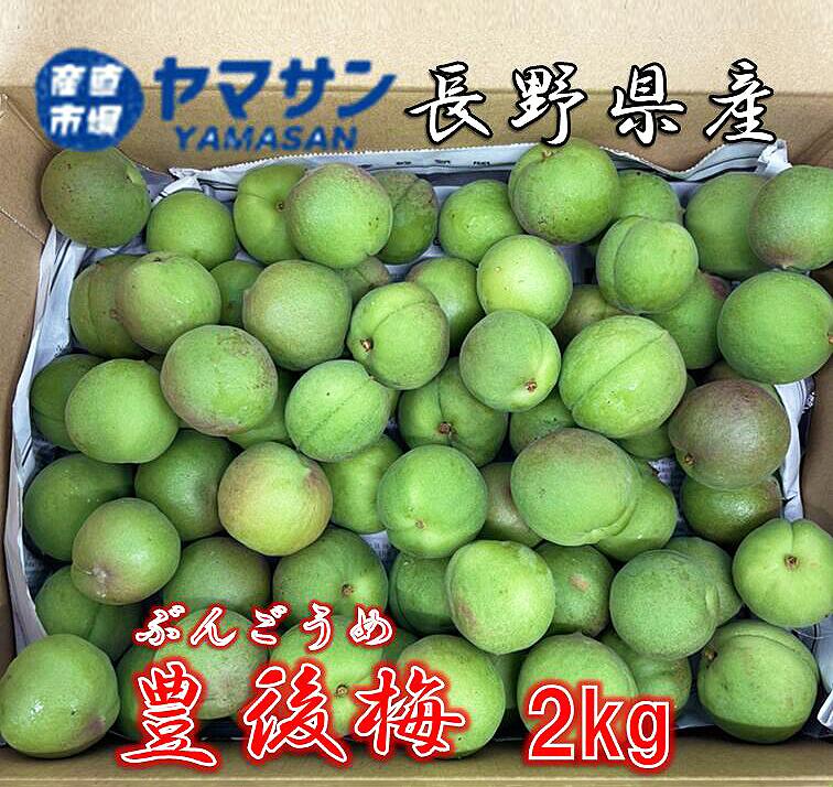 長野県産　豊後　ぶんご　2kg【送料無料】豊後梅　青梅　梅酒　梅干し　約2ｋｇ　大粒で肉厚な品種【豊後梅】です