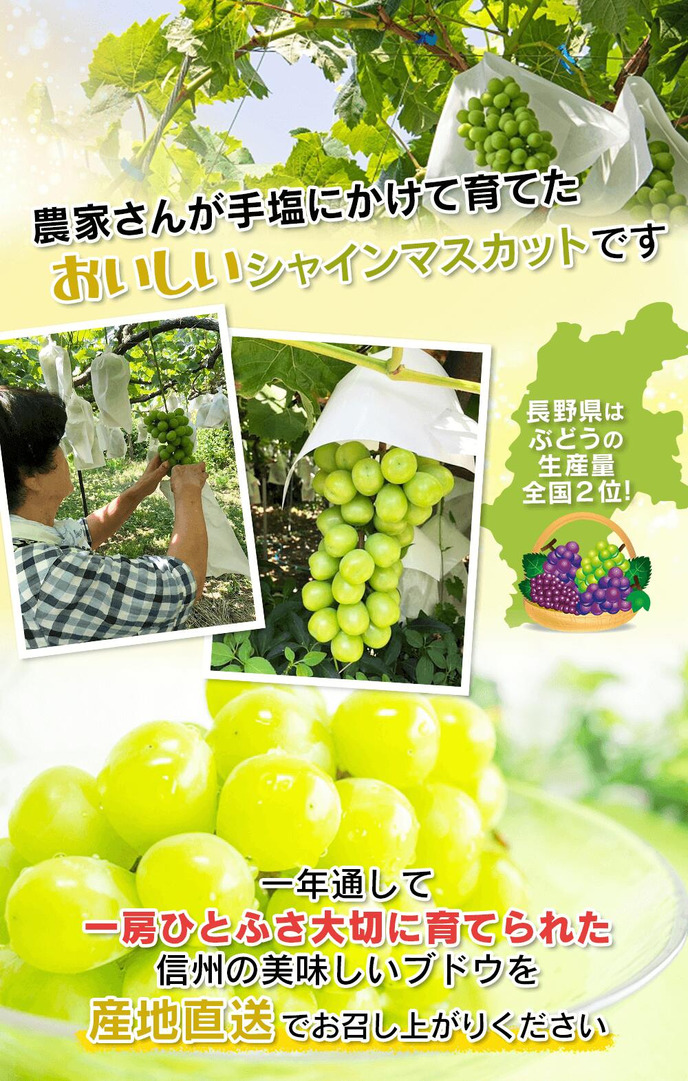 長野県産 シャインマスカット 1kg 以上(2~3房) 産地直送 ギフト 長野