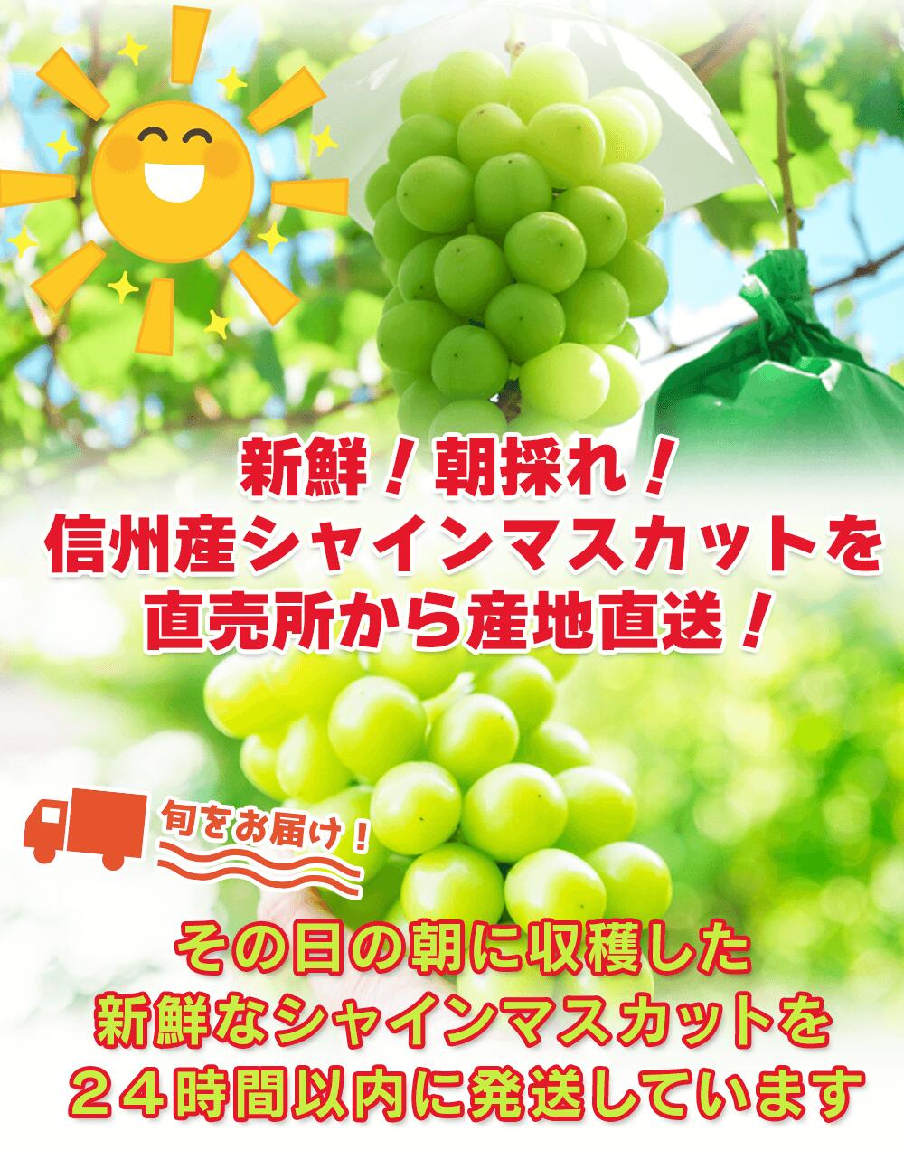 長野県産 シャインマスカット 1kg 以上(2~3房) 産地直送 ギフト 長野