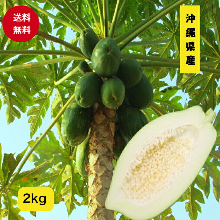 【楽天市場】【訳アリ】沖縄県産 新鮮 青パパイヤ 5kg(5〜15玉