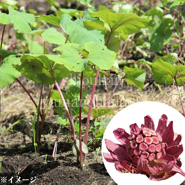 楽天市場 1ポット 赤花フキノトウのフキ苗 10 5cmポット苗 山菜苗 8 17葉に虫食いあり 紫桜館 山の花屋 楽天市場店