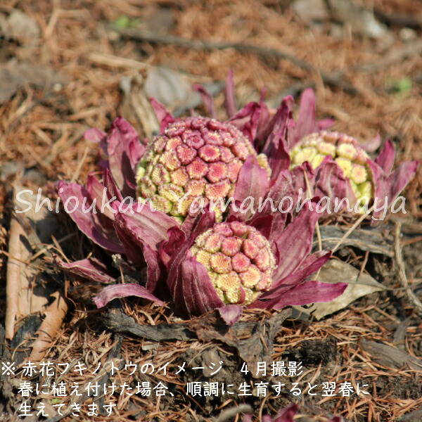 楽天市場 1ポット 赤花フキノトウのフキ苗 10 5cmポット苗 山菜苗 8 17葉に虫食いあり 紫桜館 山の花屋 楽天市場店