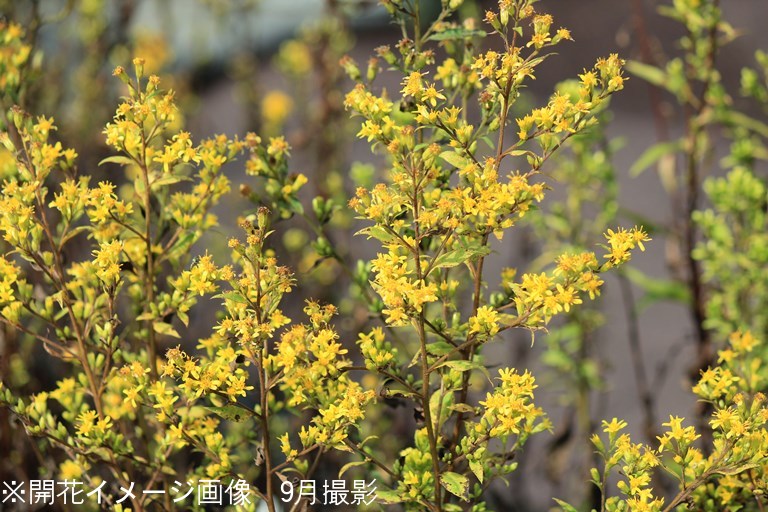 楽天市場 1ポット アキノキリンソウ 9 10 5cmポット苗 山野草 秋の麒麟草 今季開花終了 紫桜館 山の花屋 楽天市場店