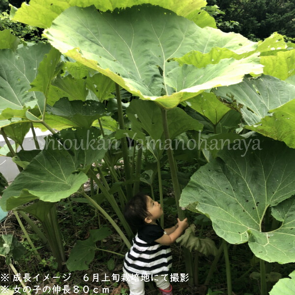 (1000株)アキタフキ素掘り苗1000株山菜苗/耐寒性多年草/秋田蕗/11月20日からお届け開始