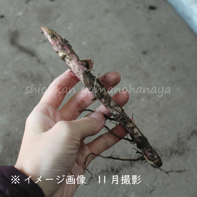 (1000株)アキタフキ素掘り苗1000株山菜苗/耐寒性多年草/秋田蕗/11月20日からお届け開始