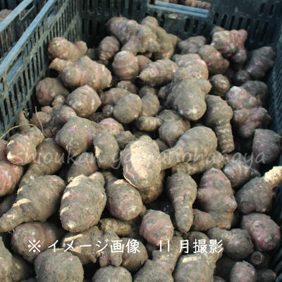 10kg 岩手県産ムラサキキクイモ 種芋10kg 目安50 100個 赤菊芋 フランスキクイモ 生芋 栽培期間中農薬不使用 山菜苗 土付き 12月3日お届け開始 Timgroomarchitects Com