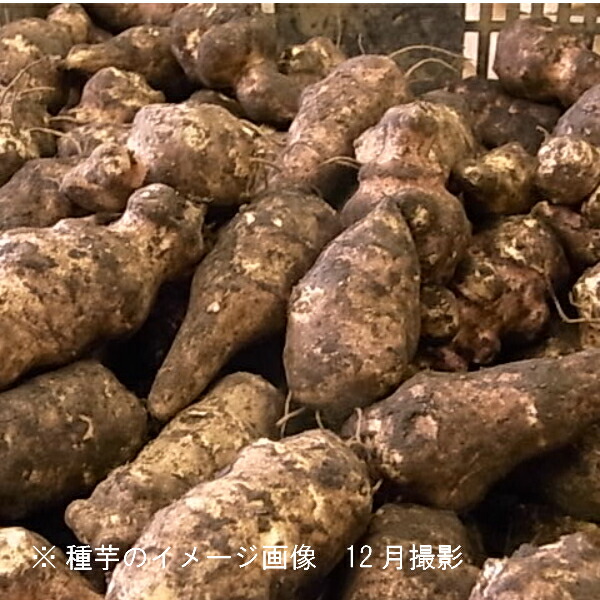 5kg 岩手県生むキクイモ 種芋5kg 基軸25 50個 唐芋 菊芋 血脈芋 人文時期中農医薬品不消耗 ランド供 12月影3期日お届け幕明き Geo2 Co Uk