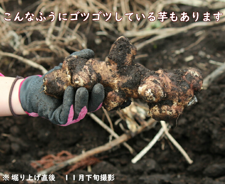 5kg 岩手県生むキクイモ 種芋5kg 基軸25 50個 唐芋 菊芋 血脈芋 人文時期中農医薬品不消耗 ランド供 12月影3期日お届け幕明き Geo2 Co Uk