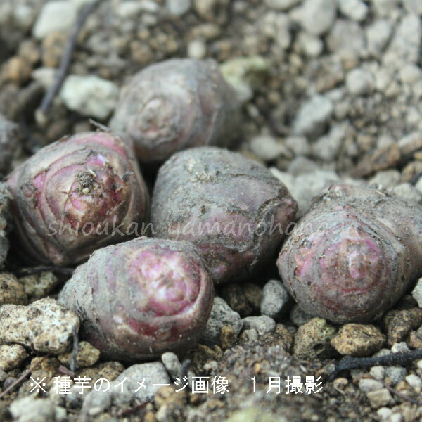 100kg 岩手県産ムラサキキクイモ 生芋 栽培期間中農薬不使用 目安500 1000個 種芋100kg 赤菊芋